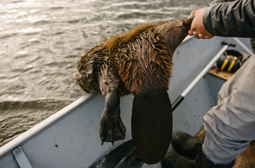 Tarek Chicot, a fourteen year-old hunter from Kakisa, Lake hauls a beaver into the boat. “I love being out here, it's quiet and peaceful and no cops around. I learn a lot about the land from my grandpa and uncles”, he says.