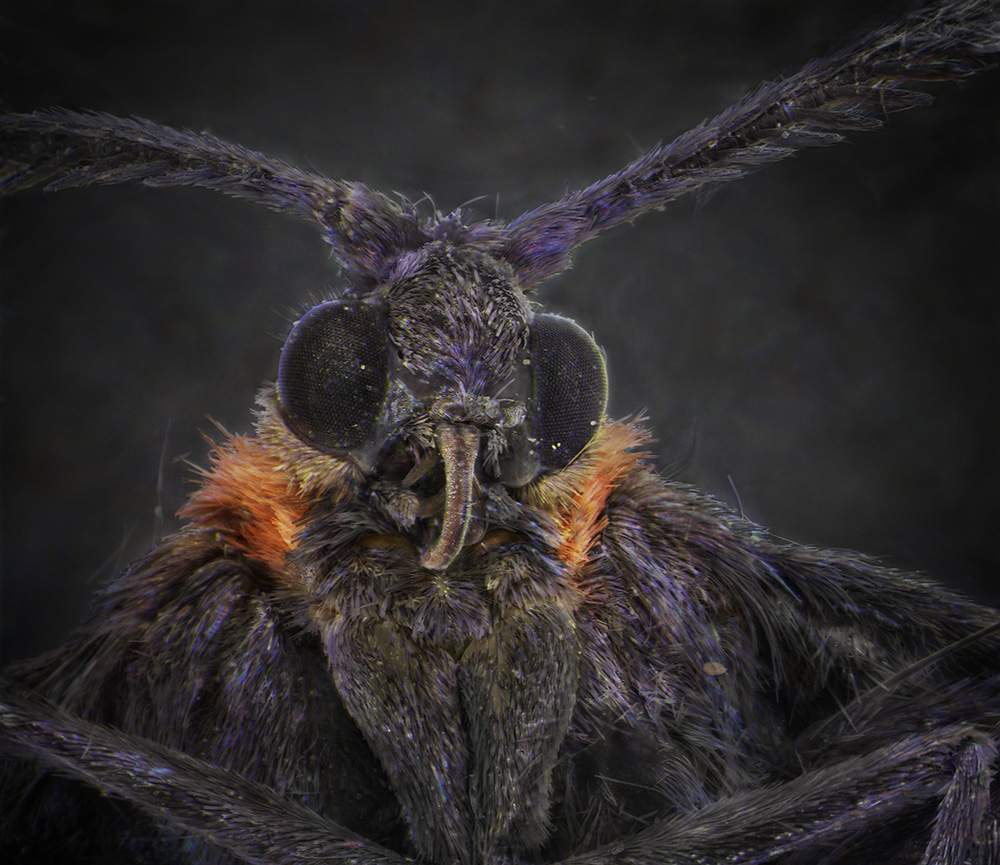 02_Grape Leaf Skeletonizer Moth