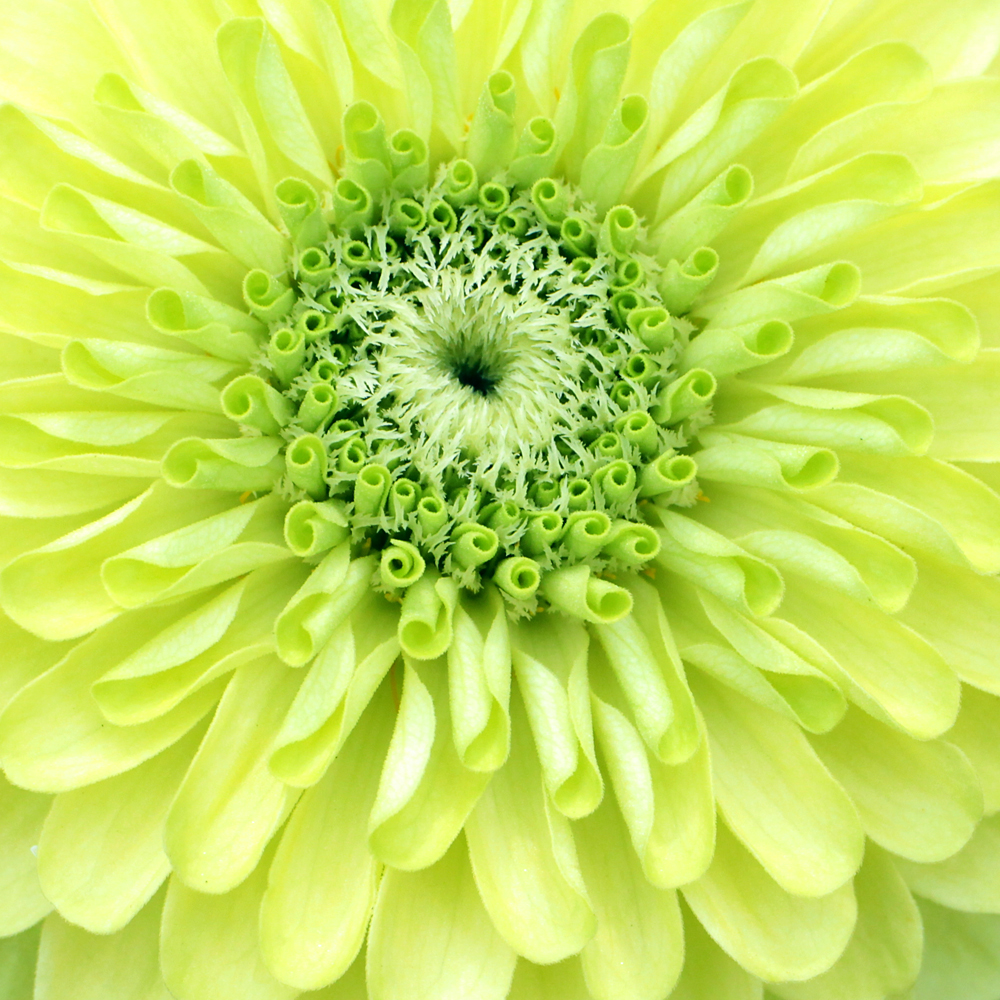 Mary-B-Foster-Lime-Green-Zinnia