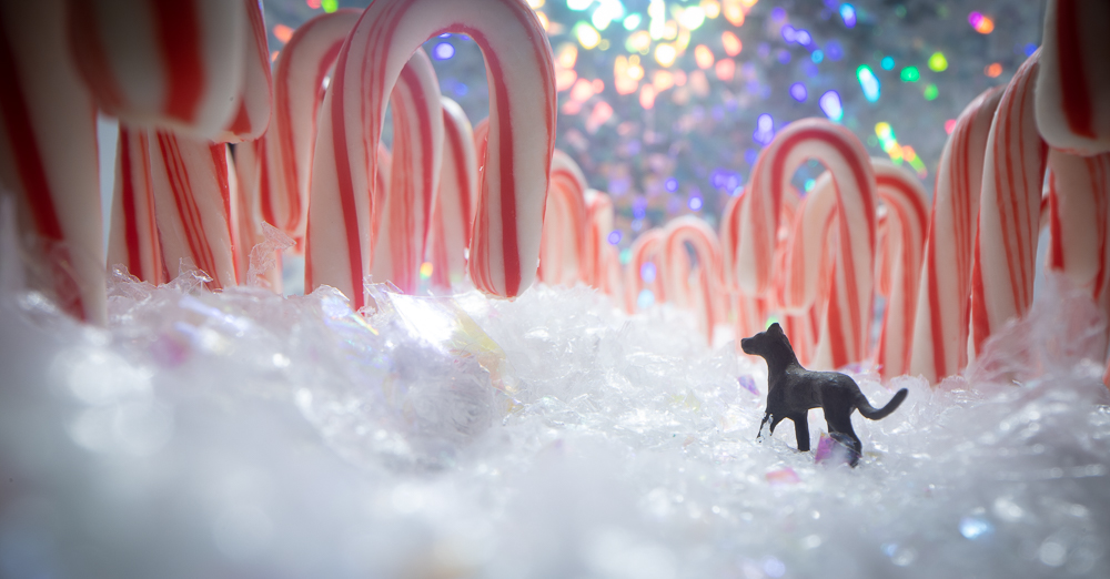 ©Tourmaline . (JNW), Candy Cane Forest, Jacksonville, FL http---toy.photography