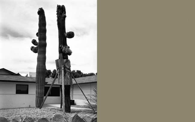 19_Supported_Saguaro