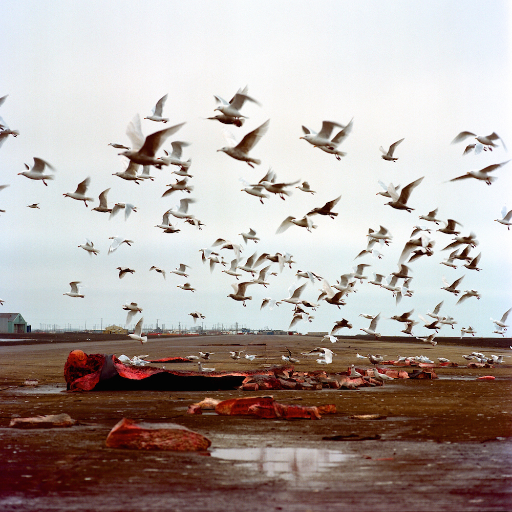 Seagulls in Utqiagvik, (formerly Barrow) Alaska, enjoying what's left of a bowhead whale caught by the Pamiilaq Crew in early October of 2016.