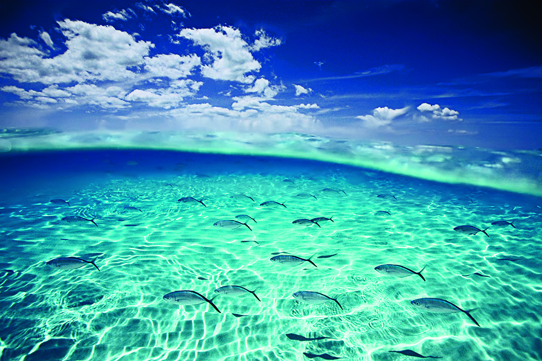 Bar Jacks glide under a serene sea in North Sound Grand Cayman island