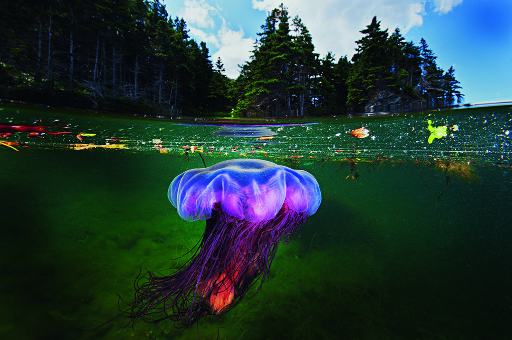 Lions mane jellyfish (Cyanea capillata) drifting in the shallow bays of  Bonne Bay  Fjord located in Gros Morne National Park, Newfoundland Canada.   Expert marine contact: Dr Robert Hooper PhD Director Bonne Bay Marine Station, NL Memorial University of Newfoundland  mhooper@mun.ca 709.458.2550 (O) 709.680.4617 (M)