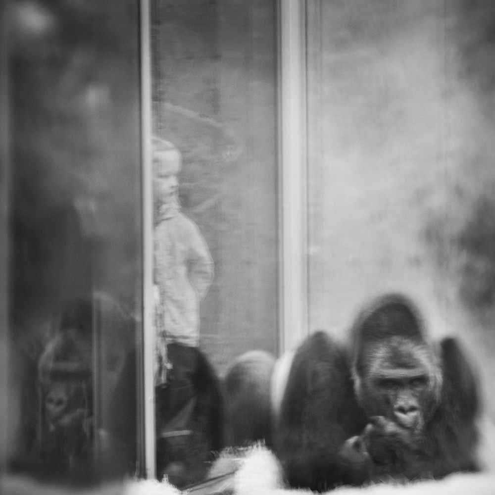 Girl and Gorilla, Munich, 2012 RAW unavailable