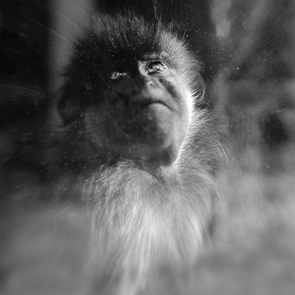Black Monkey, Paris, 2008 3003x2000 file