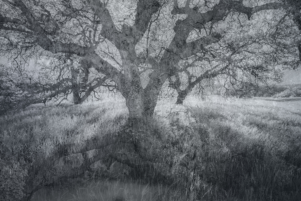 Ancient oak stands in a feild of grasses with thick branches anda stuedy trunk.