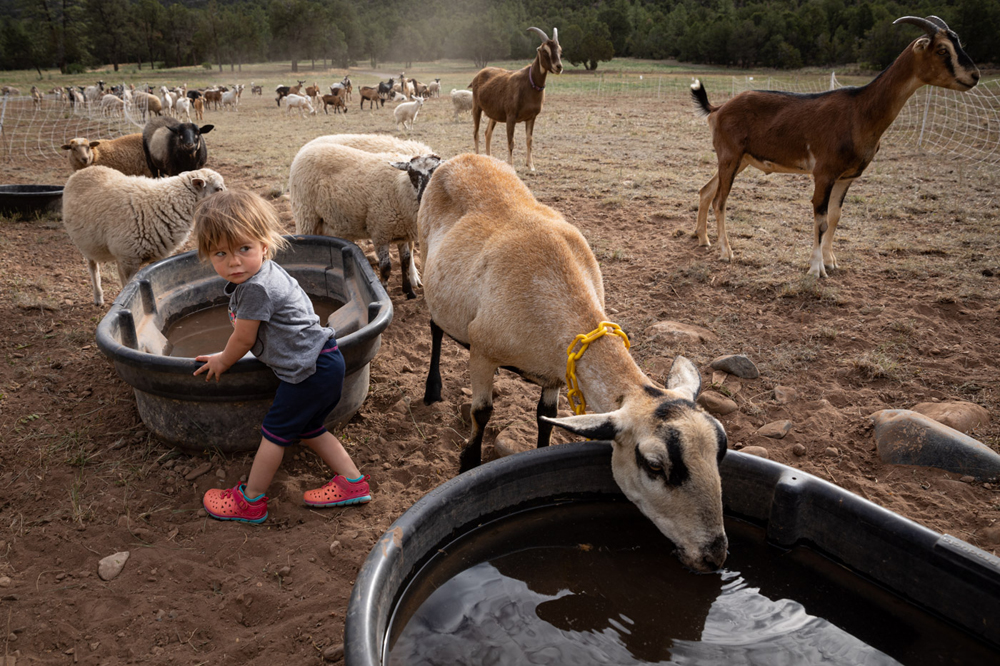 Miracle Berto plays in a water trough and hangs out with the goats as they perform their goat-scaping duties at Thornburg Ranch in Pecos, New Mexico. At eighteen months old, Miracle is already a budding goat herder.