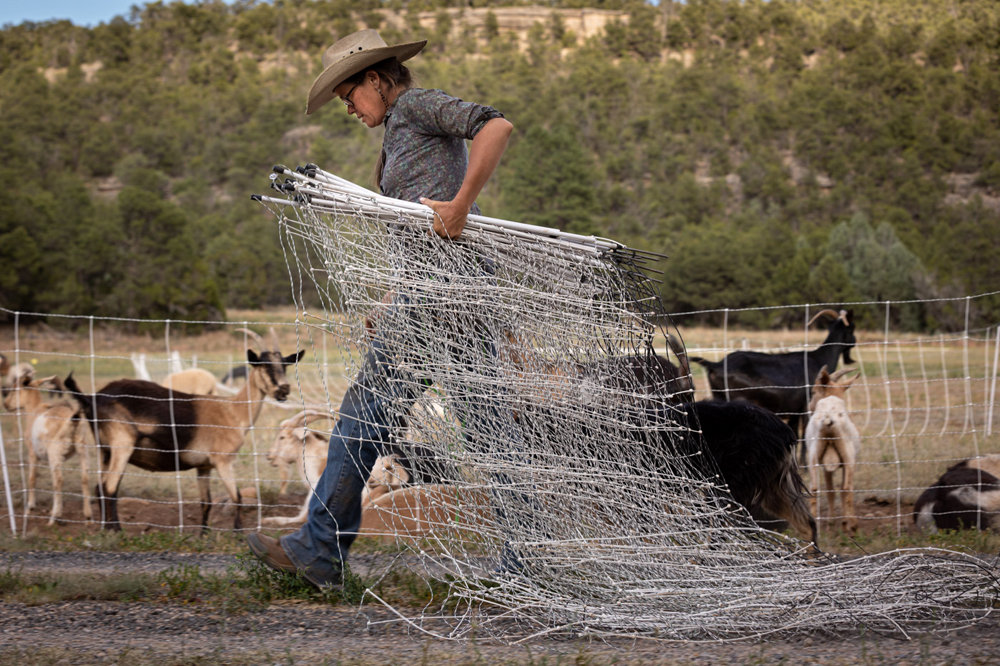 Amanita Berto moves electric fencing to give her goats a new area to graze at the Thornburg Ranch in Pecos, New Mexico. When done correctly, rotational grazing can help revitalize degraded pastures.