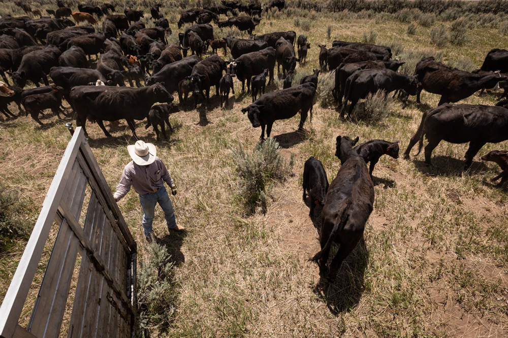 Tommy Casados moves his herd to their summer pasture. He rotates the cattle through several pastures and moves them almost daily within each pasture to ensure that the grass is not overgrazed and can build deep root systems.