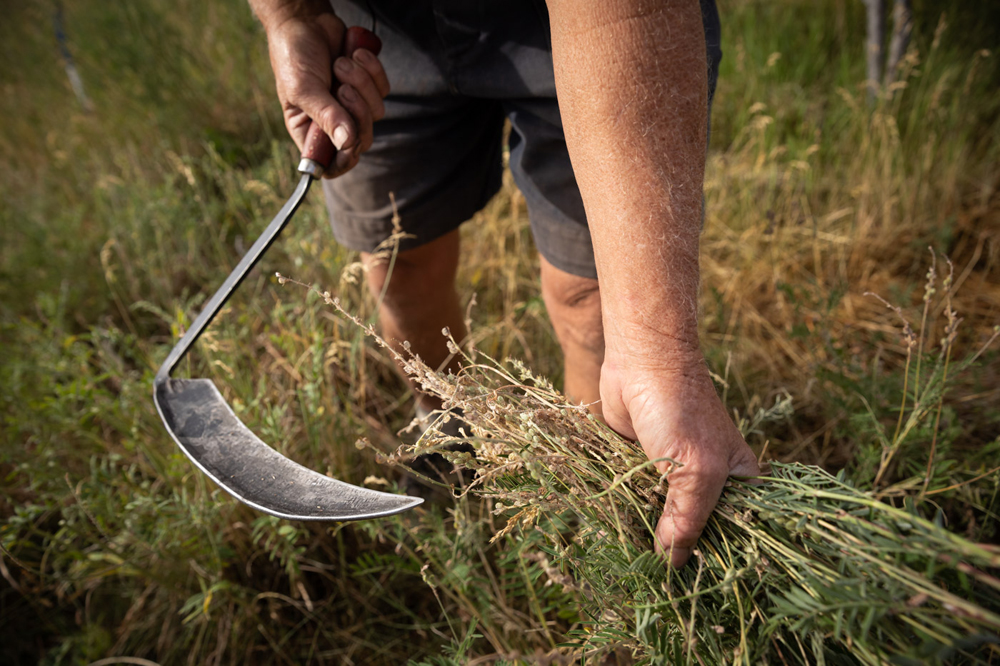 Tooley hand cuts grasses to harvest the seeds and spread them to new areas of Tooley's Trees. Keeping the ground covered with diverse vegetation is an important aspect of creating a regenerative orchard.