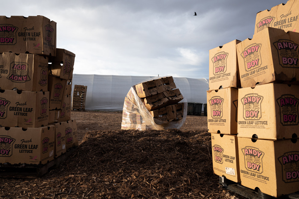 Boxes of spoiled lettuce wait to be composted at Reunity Resources in Santa Fe, New Mexico.