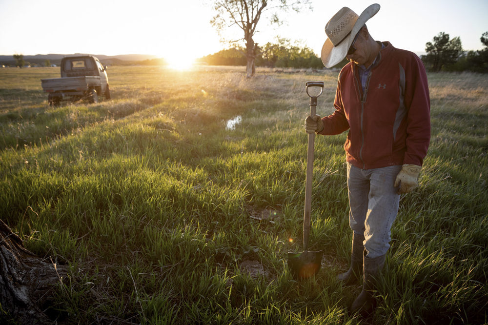 Tommy Casados inspects the grass as he flood irrigates one of his pastures at C4 Farms in Tierra Amarilla, New Mexico. Tommy grazes fewer cattle than his land could technically accommodate with the goal of growing an abundance of healthy pasture.