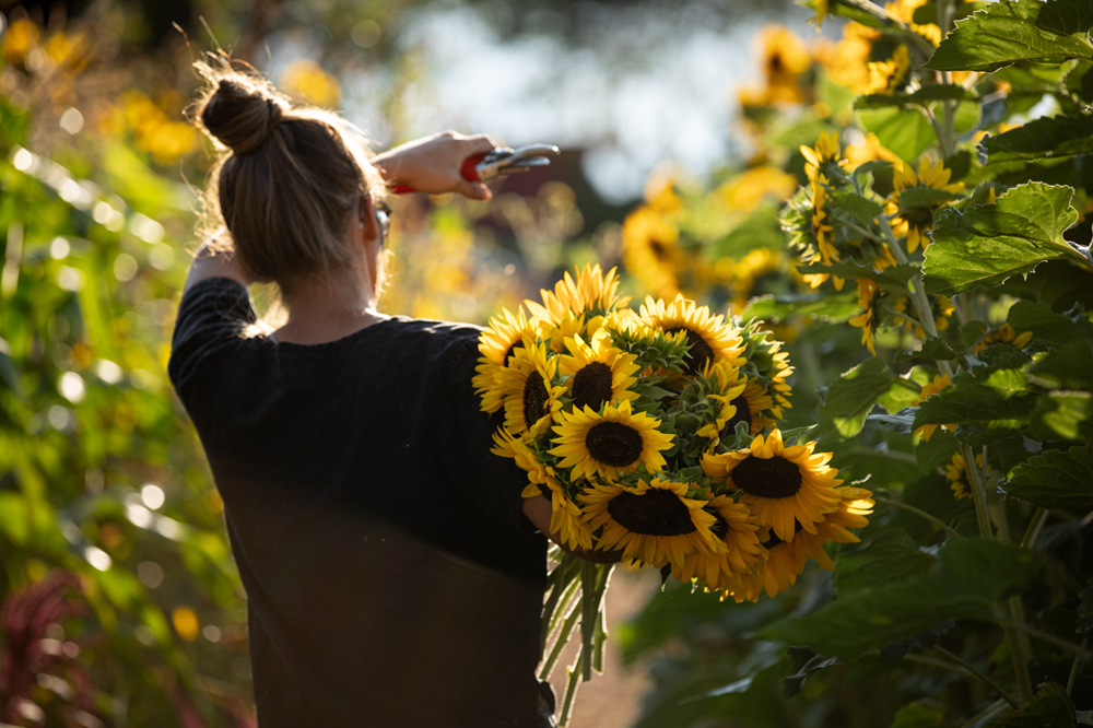 Janelle Plummer harvests sunflowers to sell at the Farm Stand at Reunity Resources in Santa Fe, New Mexico. Flowers are grown around the perimeter of the farm to encourage bird and insect activity.