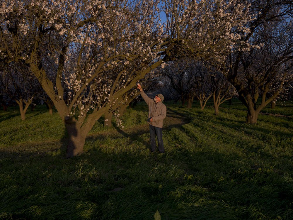 HILMAR, Calif., March 27: Glen Anderson in his blooming almond orchard at sunset. Since 1980 Glen Anderson and his wife Leslie Anderson have farmed 18 acres of almond orchards in Hilmar, California, and were the first Certified Organic Almond Farm in the San Joaquin Valley.  A pioneer in organic farming, Anderson has spent 40 years dedicated to farming without the use of synthetic chemical products such as fumigants, insecticides, fungicides, herbicides, or chemical fertilizers in his orchard. In addition, no genetically engineered products are used at any time. Anderson believes these products would disrupt the natural balances established over decades of organic farming.  Anderson has staked his beliefs and livelihood in the health of the soil and development of biodiversity on his land. By encouraging earthworm and microbial activity, they foster the incorporation of twigs, compost, and rock dust into the top layers of our soil. This process results in humus-rich soil that’s one of the fundamentals of good organic farming. This microbially-rich living soil also retains water allowing for a conservation of this valuable resource while also creating greater tolerance of drought and flooding than land farmed using chemicals. Anderson believes that for his customers, choosing organic is a decision to buy food that is good for the earth as well as their bodies.