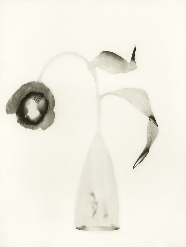 ©Opalenik_1:1 Tulip #1, Westport CT 1992