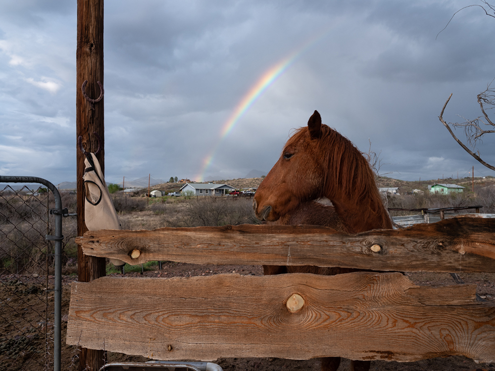 Bear stands under the remnants of a double rainbow on the San Carlos Apache Reservation. Bear was given to Paul Nosie Jr by his daughter’s fiancé as part of her traditional Apache wedding ceremony. March 29, 2022.