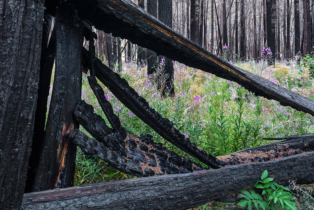 8_Tree_Collapse_and_Fireweed