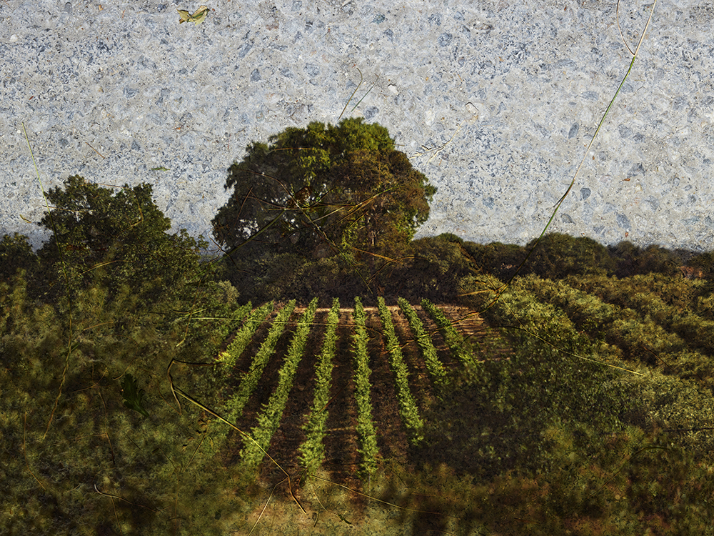 2022 - Tent Camera Image, View of Vineyards, St. Remy de Provence, France