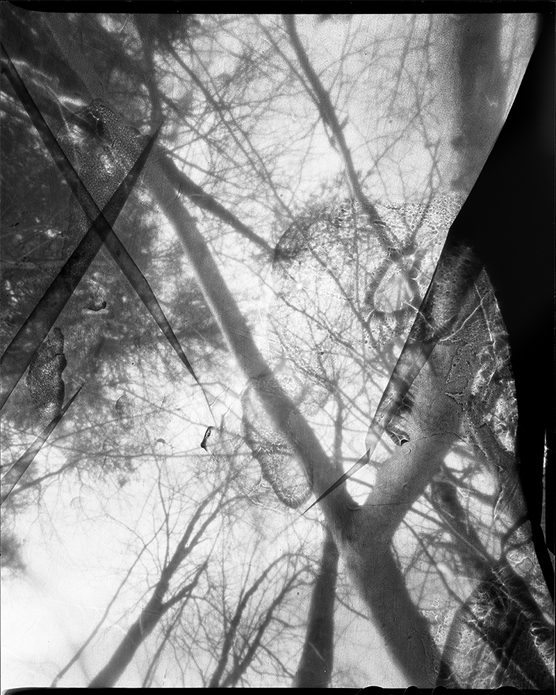 Large format pinhole contact print depicting trees abstracted by a thin veil of liquid blood placed inside the camera. Photograph taken by Julie Hamel, curated by Vicente Cayuela.