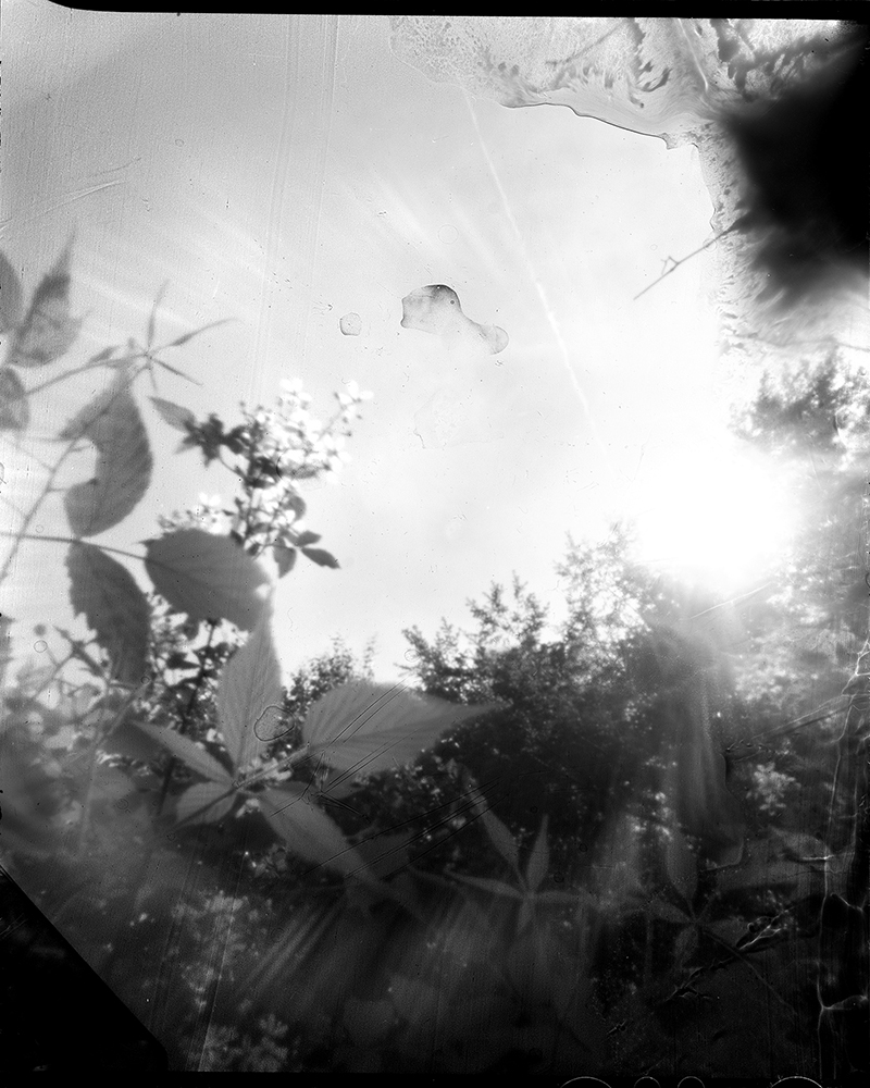 Large format pinhole contact print depicting trees abstracted by a thin veil of liquid blood placed inside the camera. Photograph taken by Julie Hamel, curated by Vicente Cayuela.