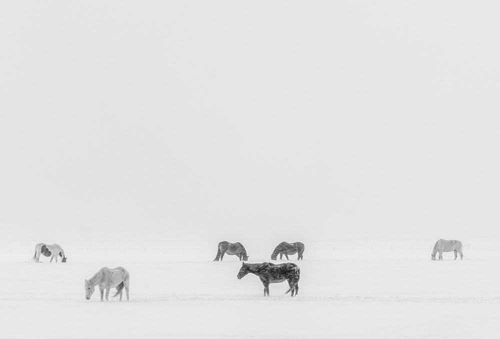 © Natalie Behring, Horses in a Snowstorm, Victor, Idaho