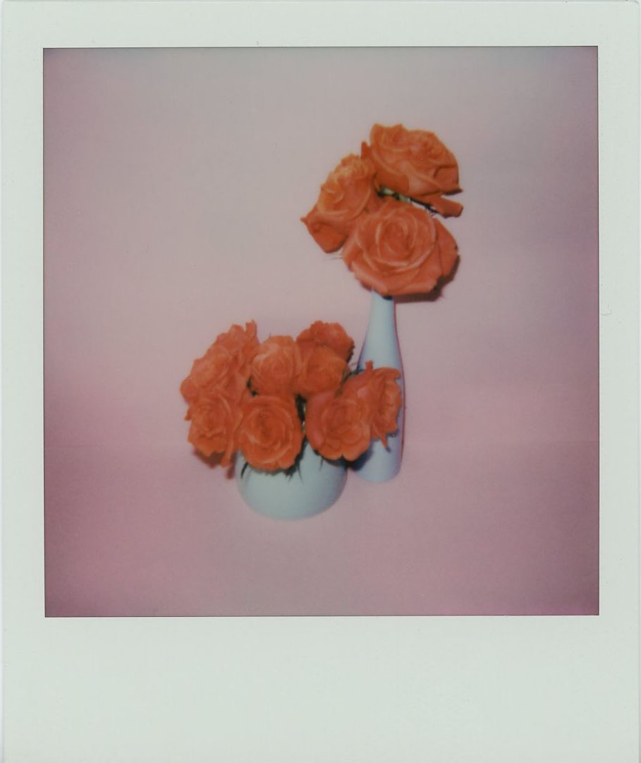146-Roses - Rachel Smith