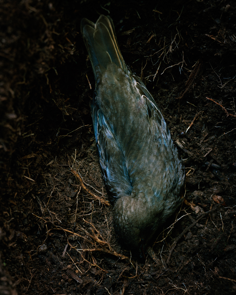 Dead Bird 001