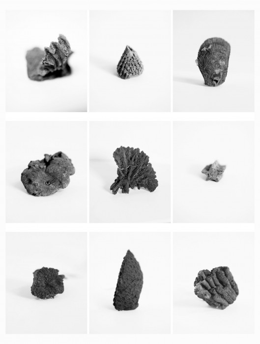 5_fossils-1-scaled
