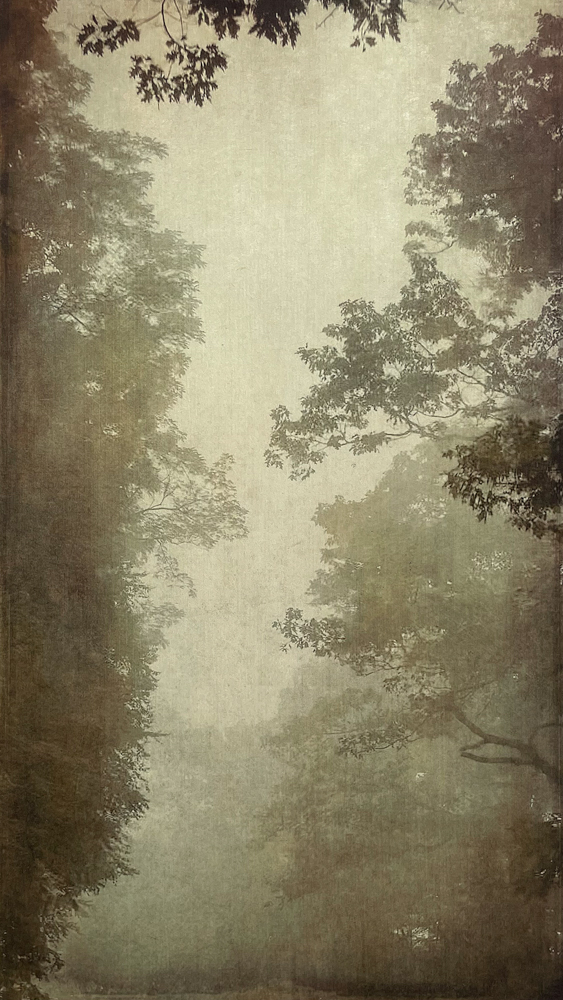 © Wendi Schneider, Into the Mist II, Old Fort, NC