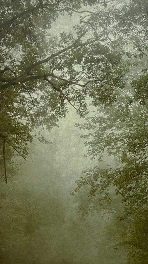 © Wendi Schneider, Into the Mist XIV, Old Fort, NC