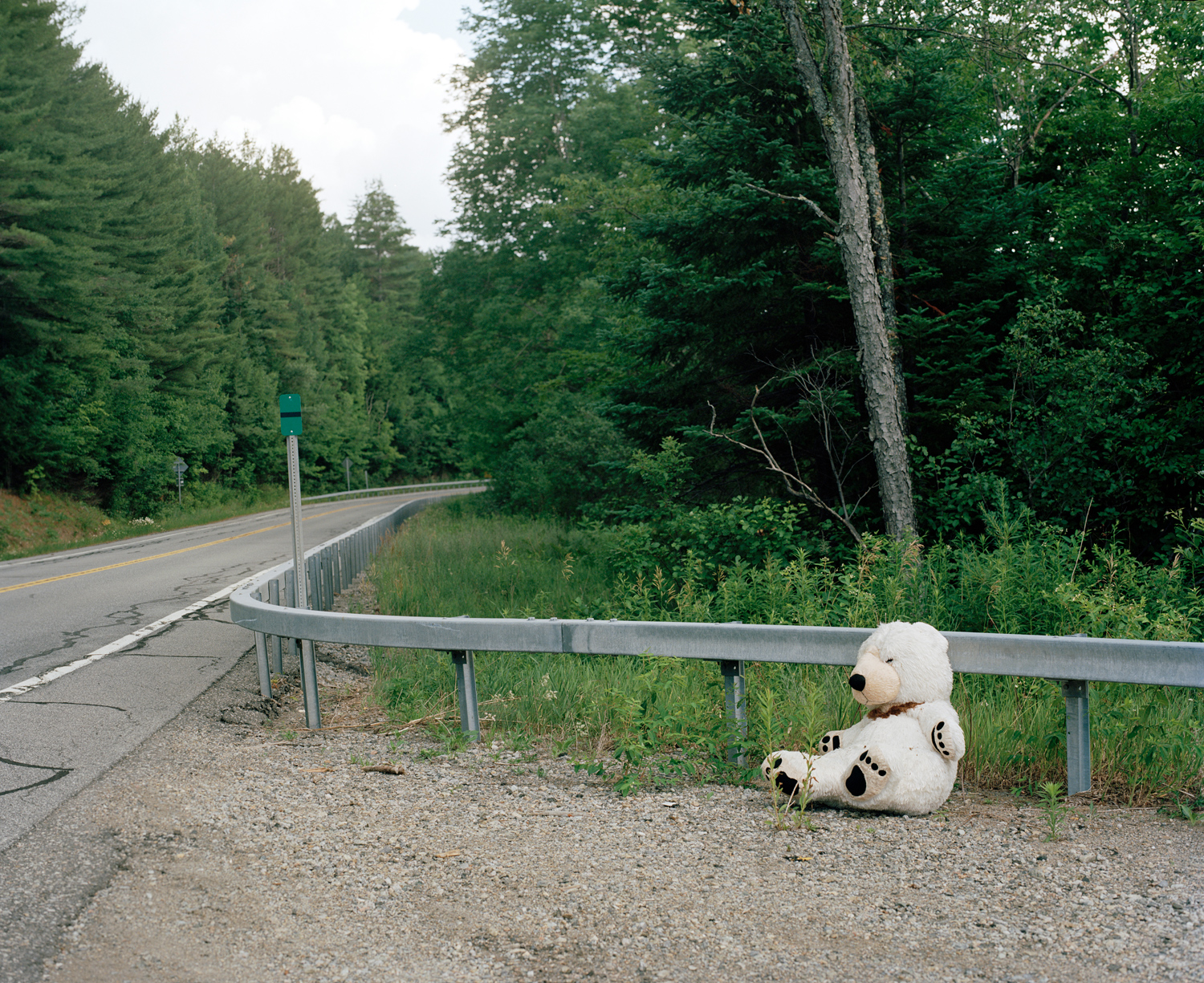 bear on road 2020 001