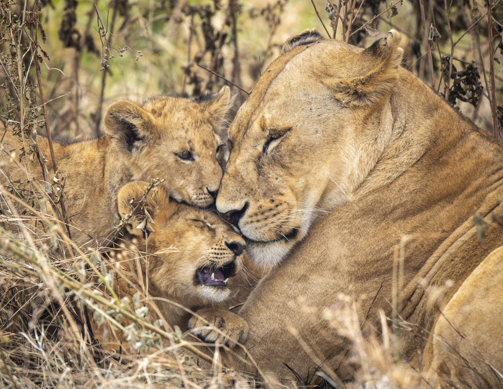 c)Dawn McDonald_Love-Mother and Cubs_Serengeti, Tanzania - Dawn McDonald