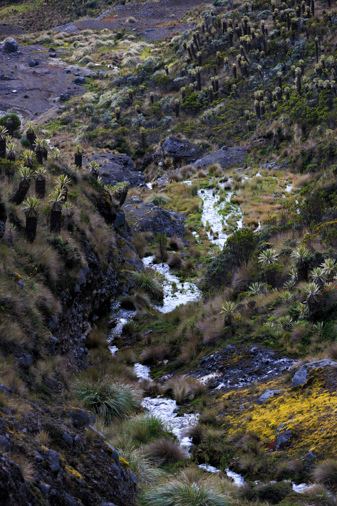 The páramo ecosystem is a high-altitude bog, found only in the Andean alpine of a few South American countries. The vegetation here serves as a giant sponge, storing rainwater and ice-melt in the soil, releasing it slowly and steadily throughout both wet and dry seasons, and making the páramo a vast reservoir that provides water for millions of Colombians—over 70 percent of the country’s population.