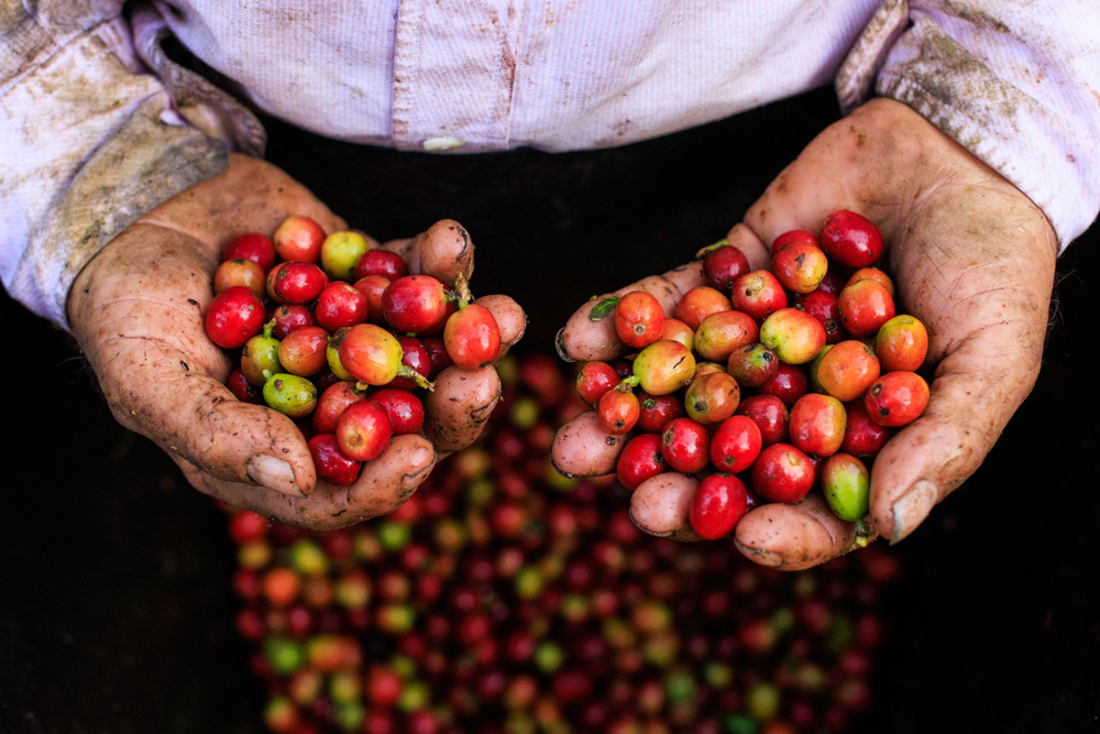 Historically, coffee farmers in Colombia harvest their crop twice a year, but erratic rain patterns have forced some to harvest through the entire year, picking berries as they ripen—meaning a single plant may have a mix of both green and red berries.