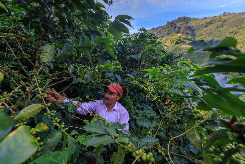 Pedro Nicolás Valencia Garcia harvests a spectrum of color at Finca Portugal, a coffee farm outside of Manizales.