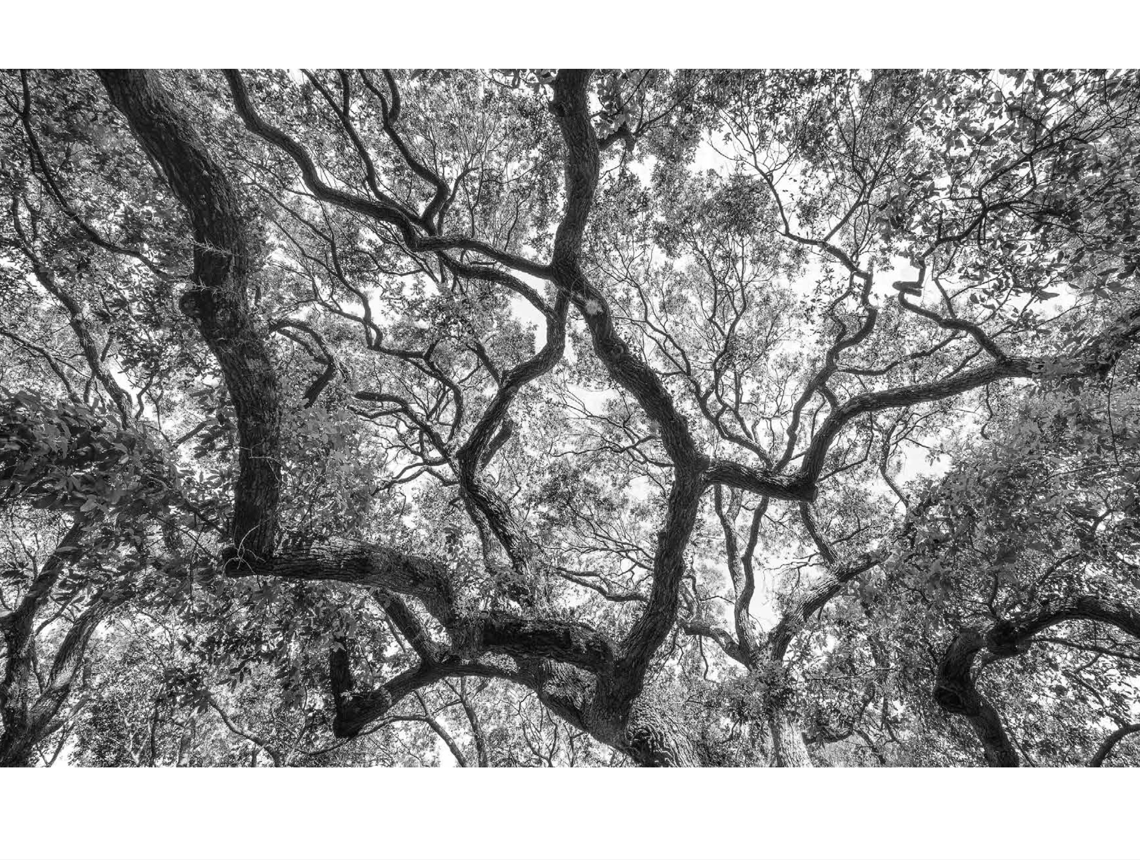 Angel Oak Tree Canopy Spread