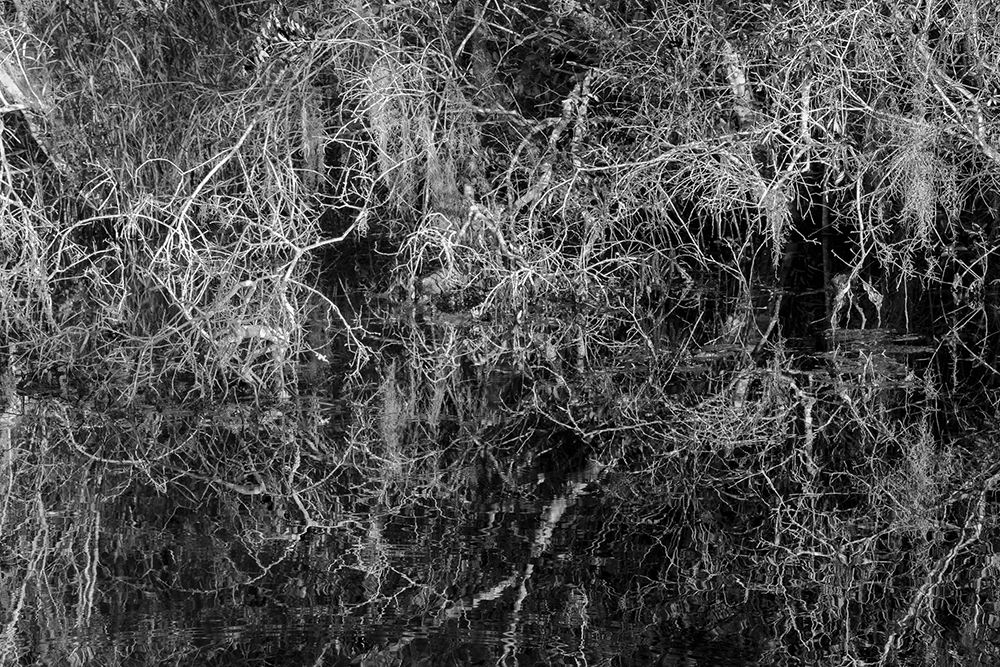 The Tangled Web of Life, Okefenokee Swamp