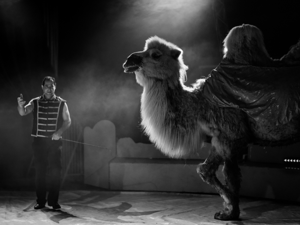 13_Sigrid_Debusschere_The_camel_in_the_spotlight