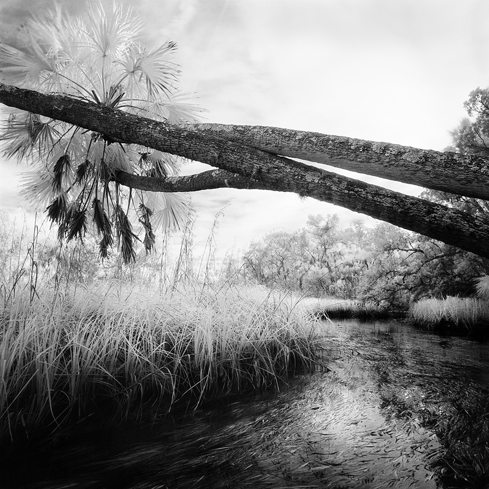4 Horizontal Palms & Creek, 2004