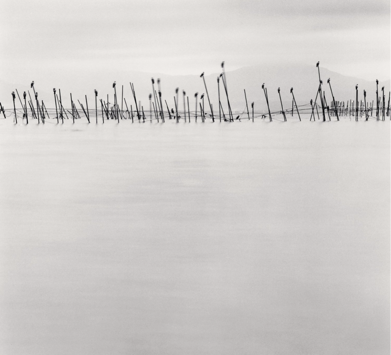 Birds on Poles, Biwa Lake, Honshu, Japan. 2001