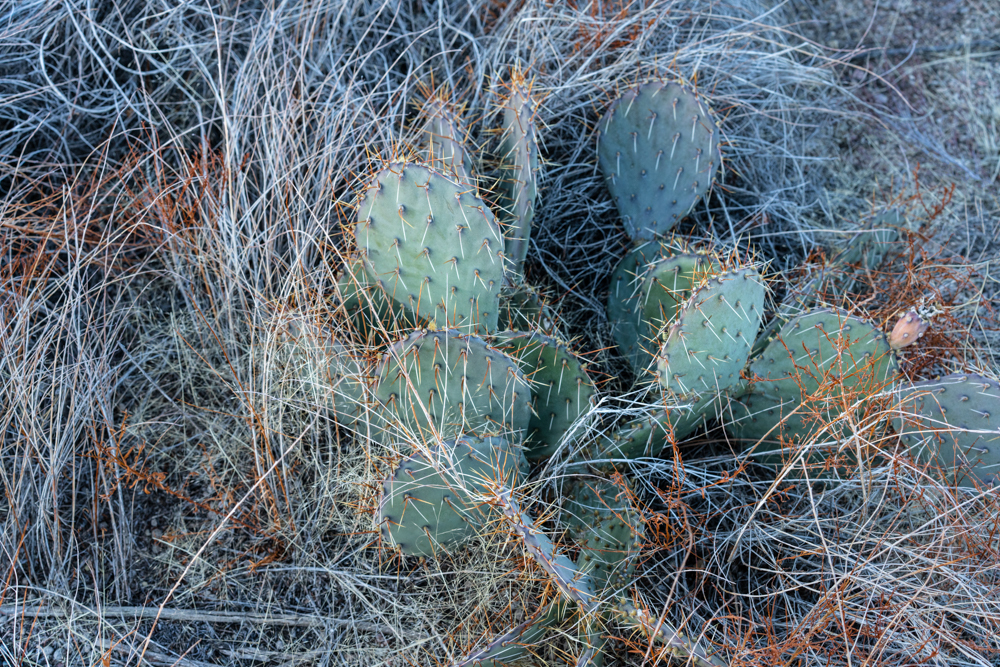 11. Sass_Prickly Pear Cactus