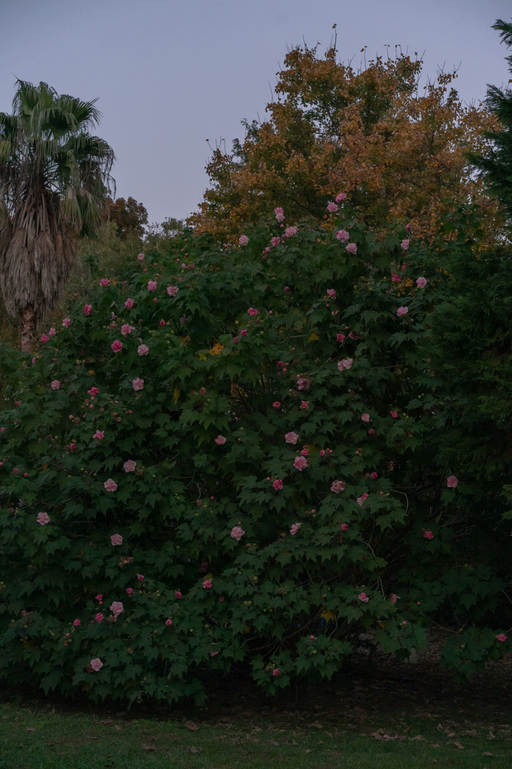 A hibiscus mutabilis bush, also known as Confederate rose, at Pluff Mudd Farm, in Wadmalaw Island, South Carolina.
