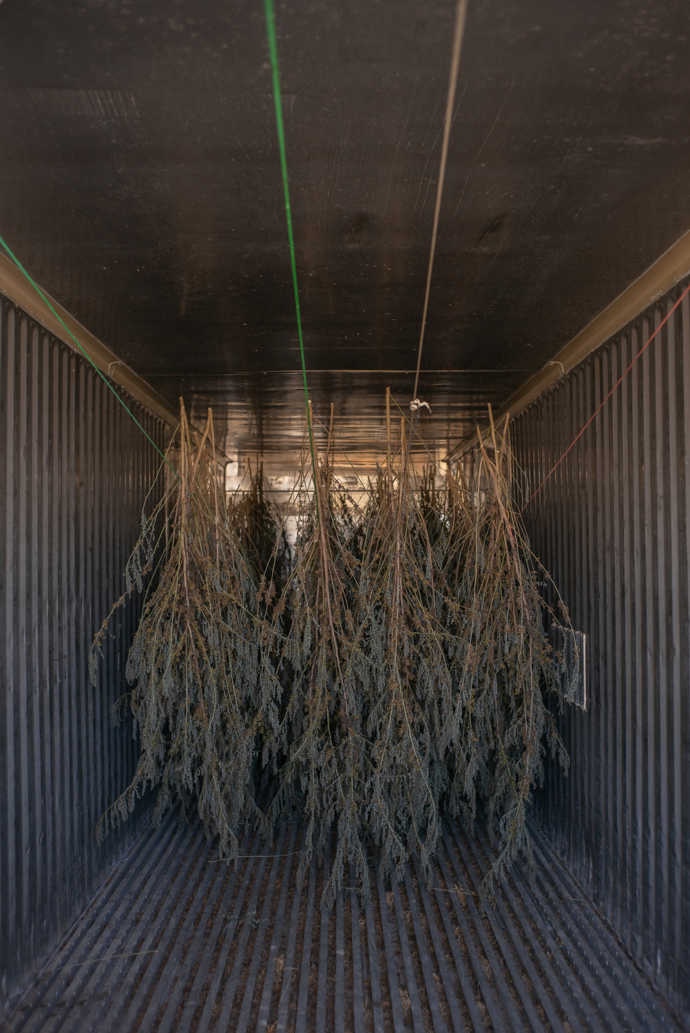 Harvested indigo leaves on stalks hanging upside down to dry, inside a storage container at Ogee Farms in Johns Island, South Carolina. Ellie Maas Davis, who runs the farm, had been experimenting with different methods of processing indigo, including first drying out indigo stalks.