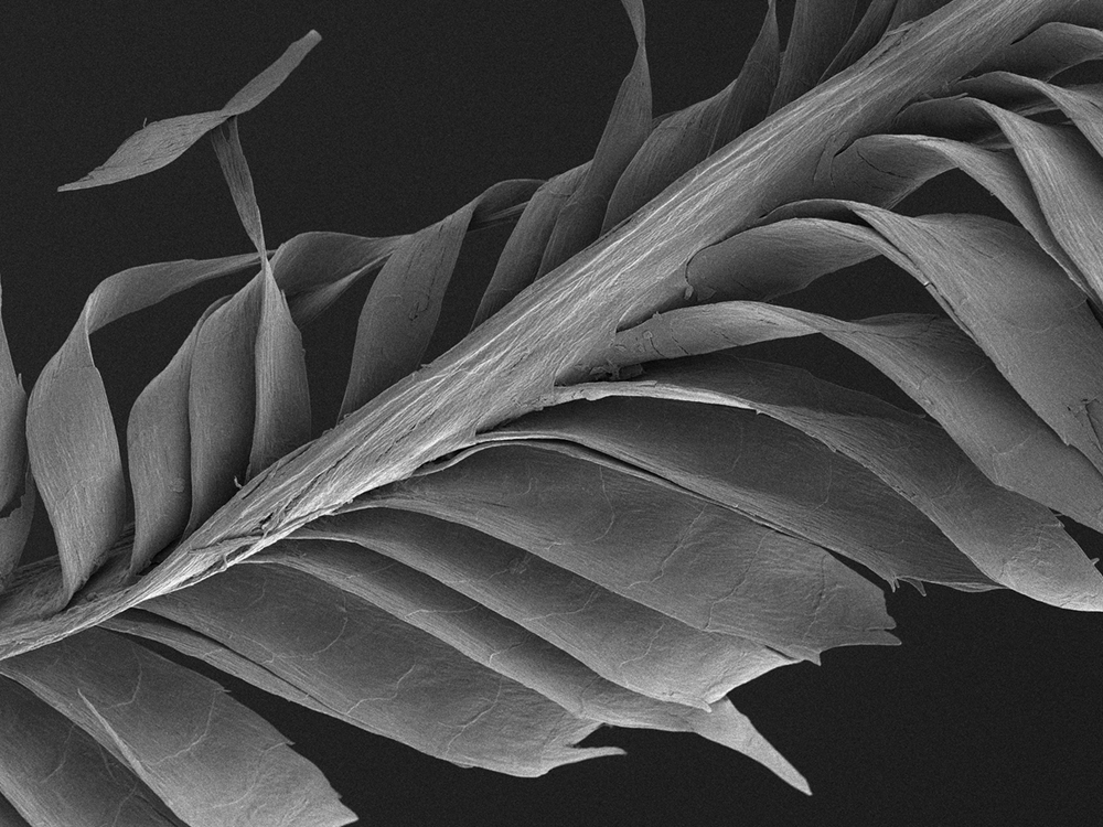 Starling feather #13 magnified x1500