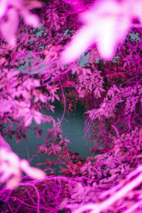 KyleAgnew_ToCovetTheDunes,LakeMcbride,Iowa_OurCheeksBlushAmidstPrairieGrasses_2023