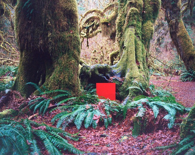 Hann_Hoh_Rainforest_Washington_08