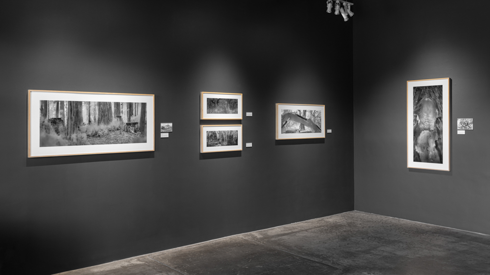 Overshoot #5 by Yogan Muller. Alex Turner's Blind Forest installation view at Marshall Contemporary, CA. July 2025.