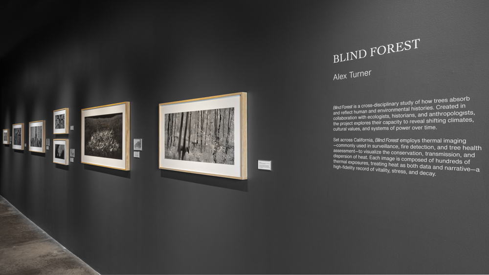 Overshoot #5 by Yogan Muller. Alex Turner's Blind Forest installation view at Marshall Contemporary, CA. July 2025.