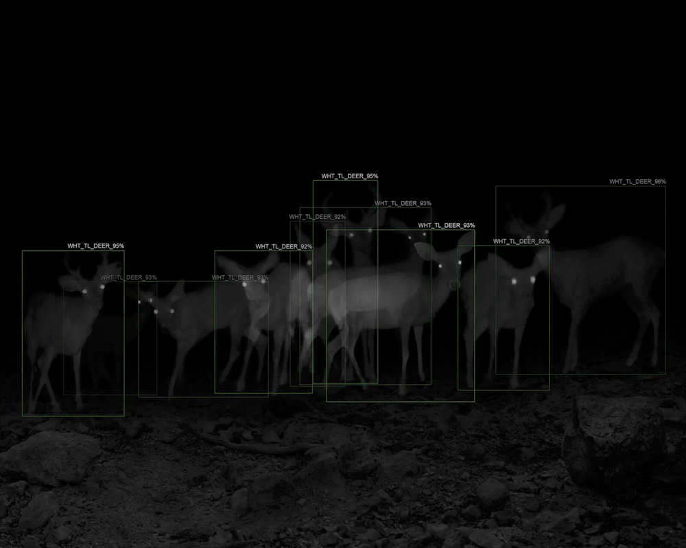 Overshoot #5, Yogan Muller, Alex Turner / 10 Captures of White-Tailed Deer with A.I. Recognition, 1-Week Interval, Patagonia Mountains, AZ, 2019